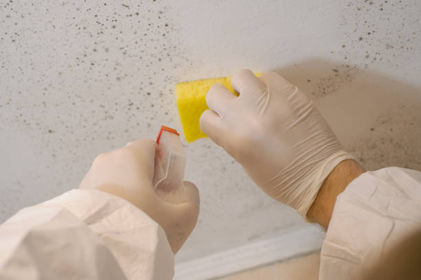  Snow Hill, NC Mold Removal Pros